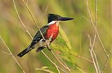 Green Kingfisher